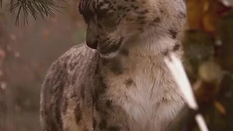 Beautiful Cat