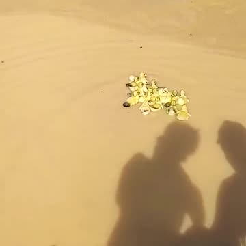 Ducklings Swim For The First Time || ViralHog