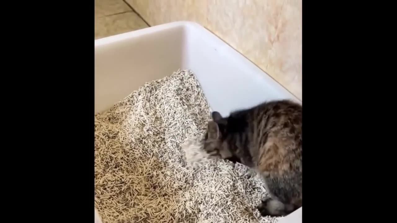 Funny video 🤣