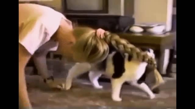 Gif video of cat pulling her owner's hair