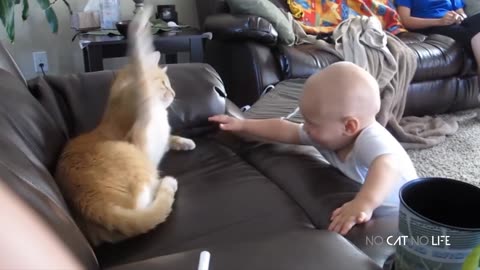 Try Not To Laugh Challenge - Funny and Cute CAT Videos Compilation #2