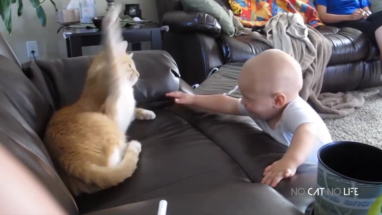 Try Not To Laugh Challenge - Funny and Cute CAT Videos Compilation #2