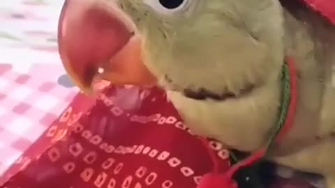 parrot short funny video