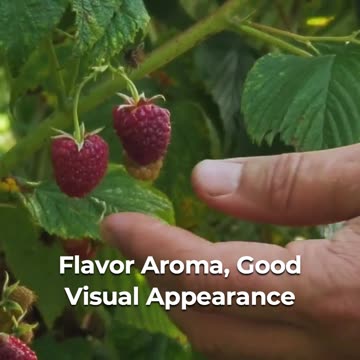 Unveiling The Post-Harvest Process Of Fruits And Veggies! 🌾🥦