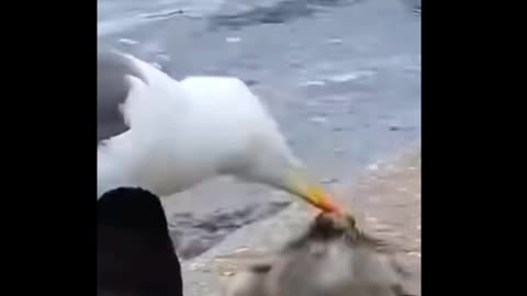 Animal Compilation video