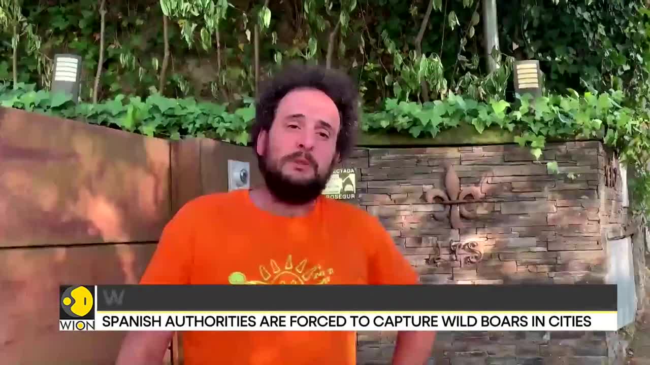 Spain: Wild boars pose threat to humans, authorities warn residents | Latest World News | WION