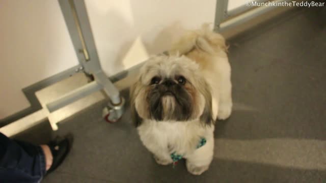 Munchkin the Teddy Bear is in Shih Tzu heaven!