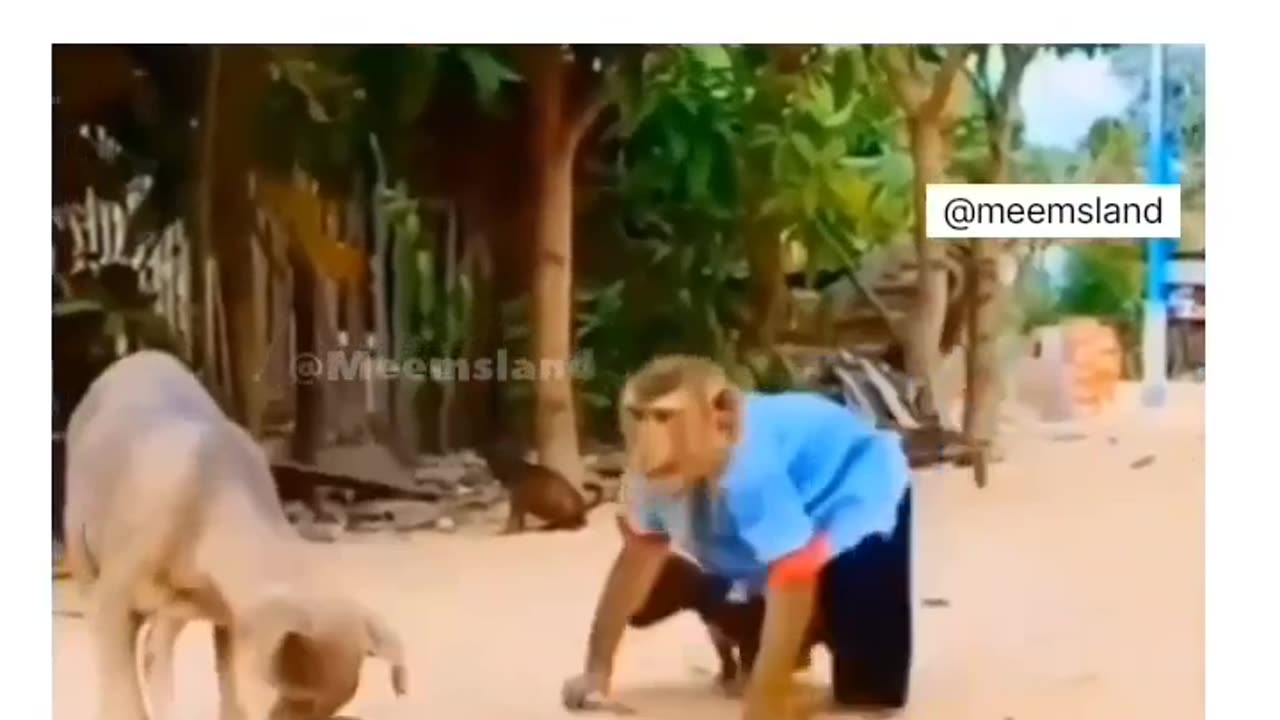 Heartbreaking monkey