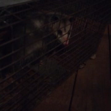 Captured the cat food bandit