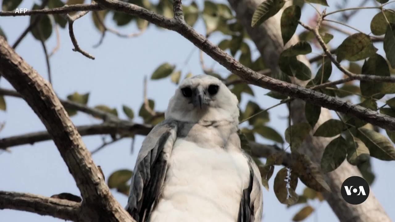 For Journalists, the Amazon Is Rich in Stories — and Danger
