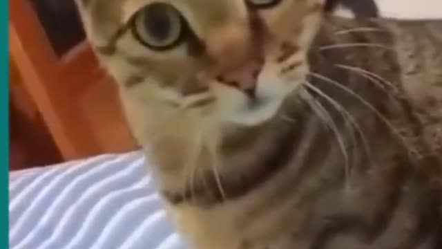 Funny cat and dog moments 🤣🤣