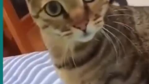 Funny cat and dog moments 🤣🤣