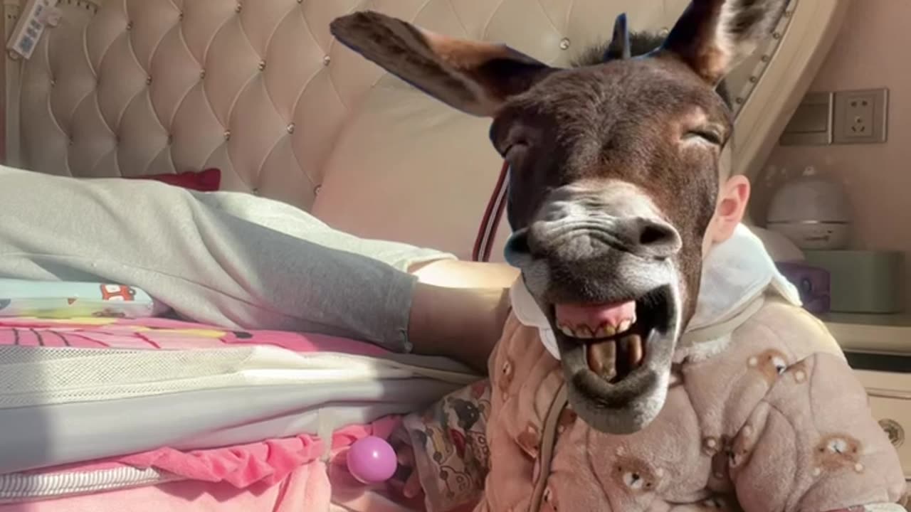 Donkey funny baby