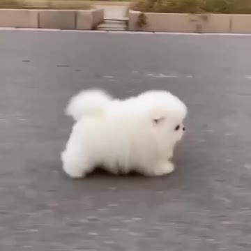 cute dog likes to slack hear music #shorts