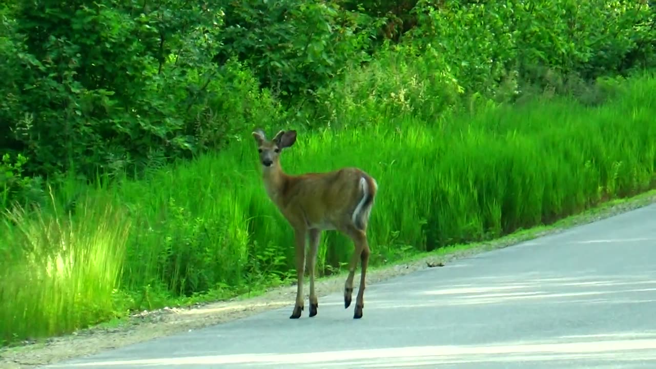 Spike Horn Buck