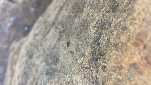 Wilbur the ant