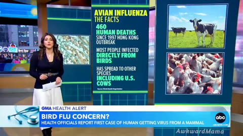 SO, WHO CREATED THE ＂bird flu,＂