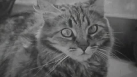 Private Life of a Cat