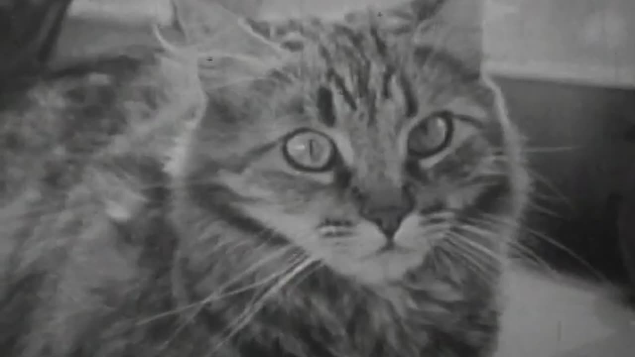 Private Life of a Cat