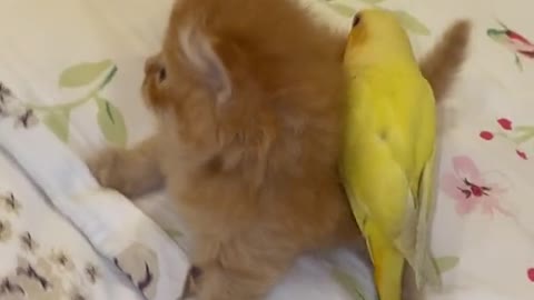 True love between cats and birds ♥️😍🐦🐈