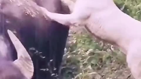 Great friendship of dog and buffalo