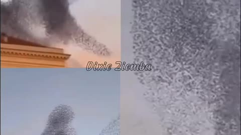Epic Avian Gathering