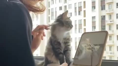 Cat has to make up too #shorts #viral #shortsvideo #video