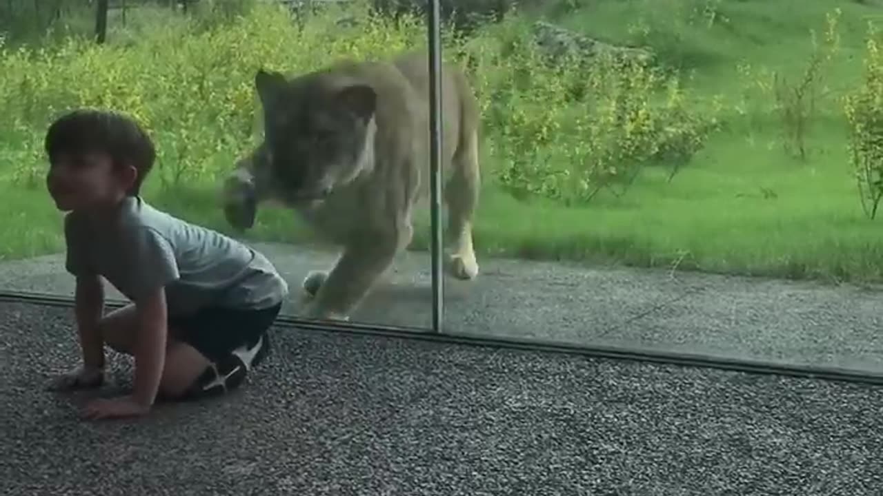 Lion Try Catch A Little Boy