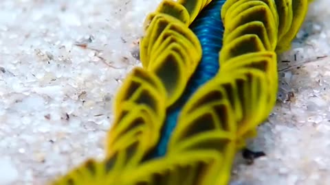 Funny worm