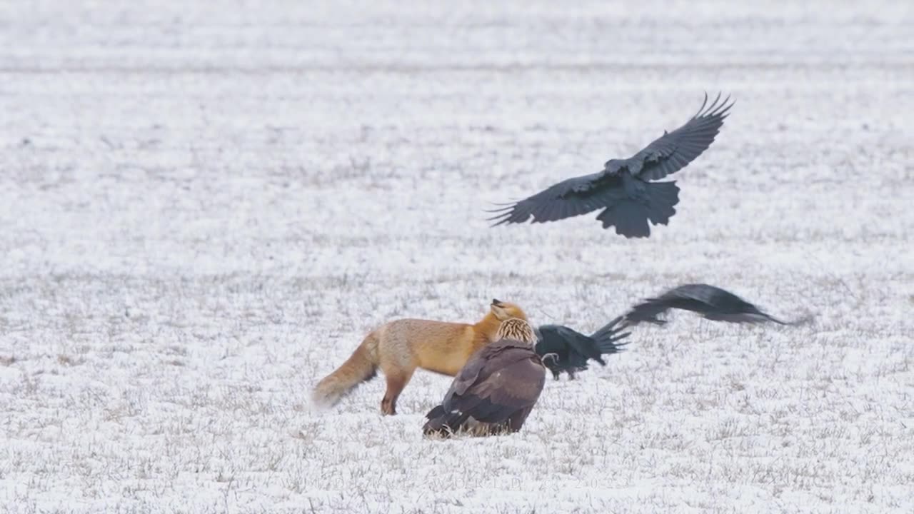 Golden Eagle Vs Animal