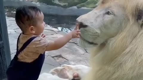 wow brave kid holding white lion