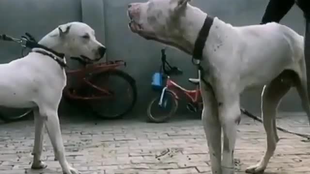 Pitbull vs bully dog