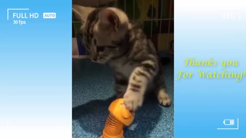 Cute Cat - Cat very funny video