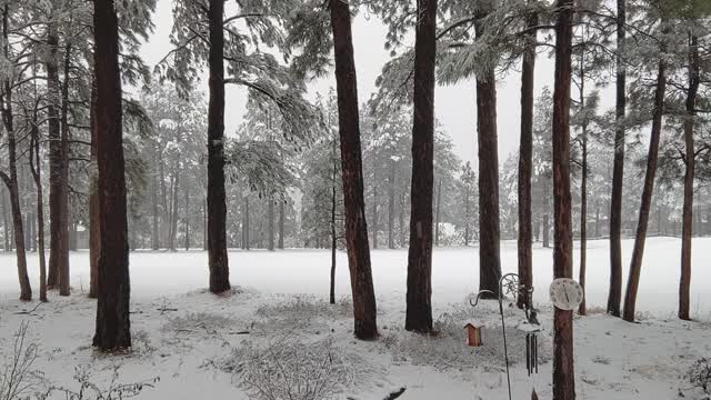 Arizona Snow