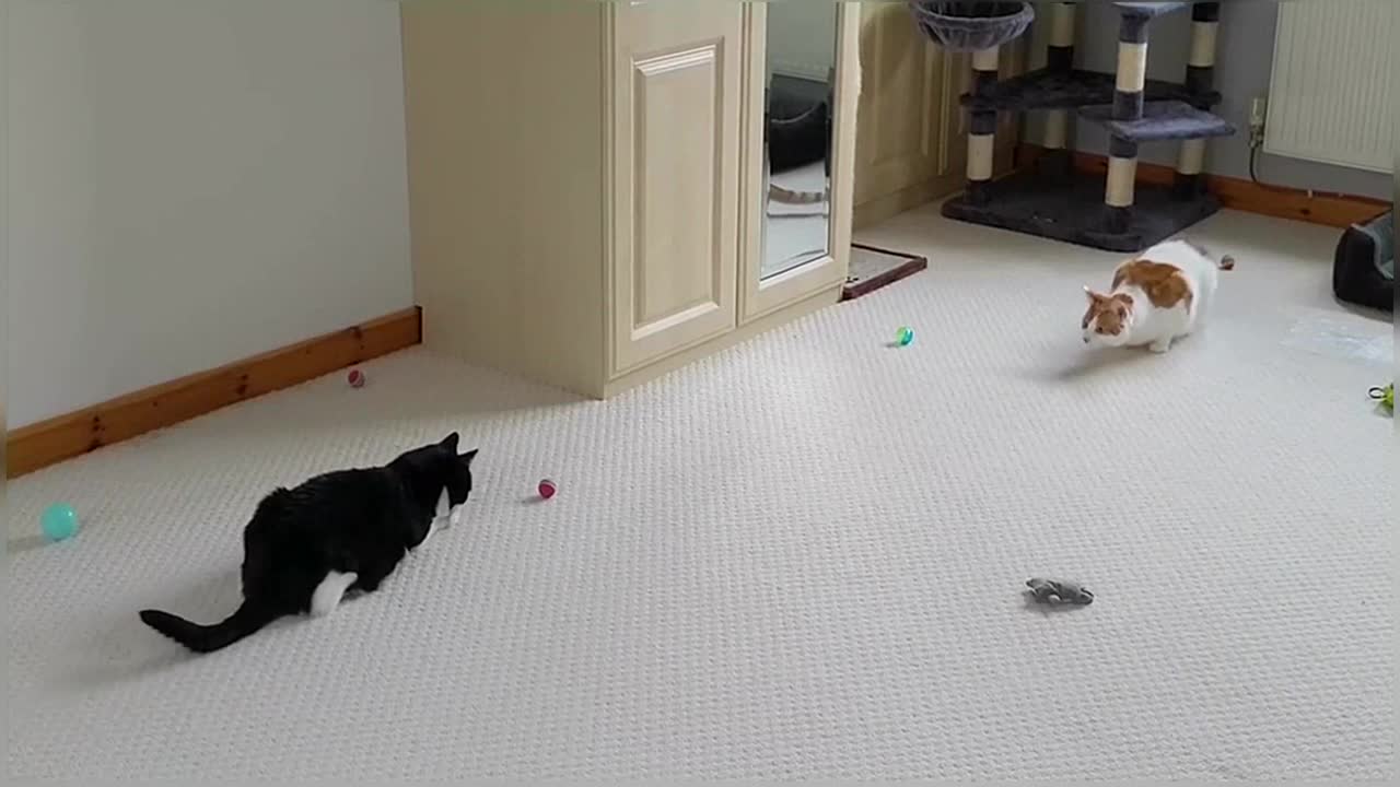 Cats Play Fighting (Compilation)