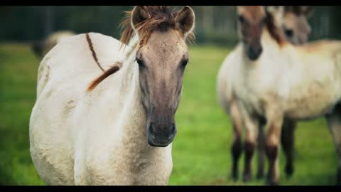 Tarpan wild horse male on the field