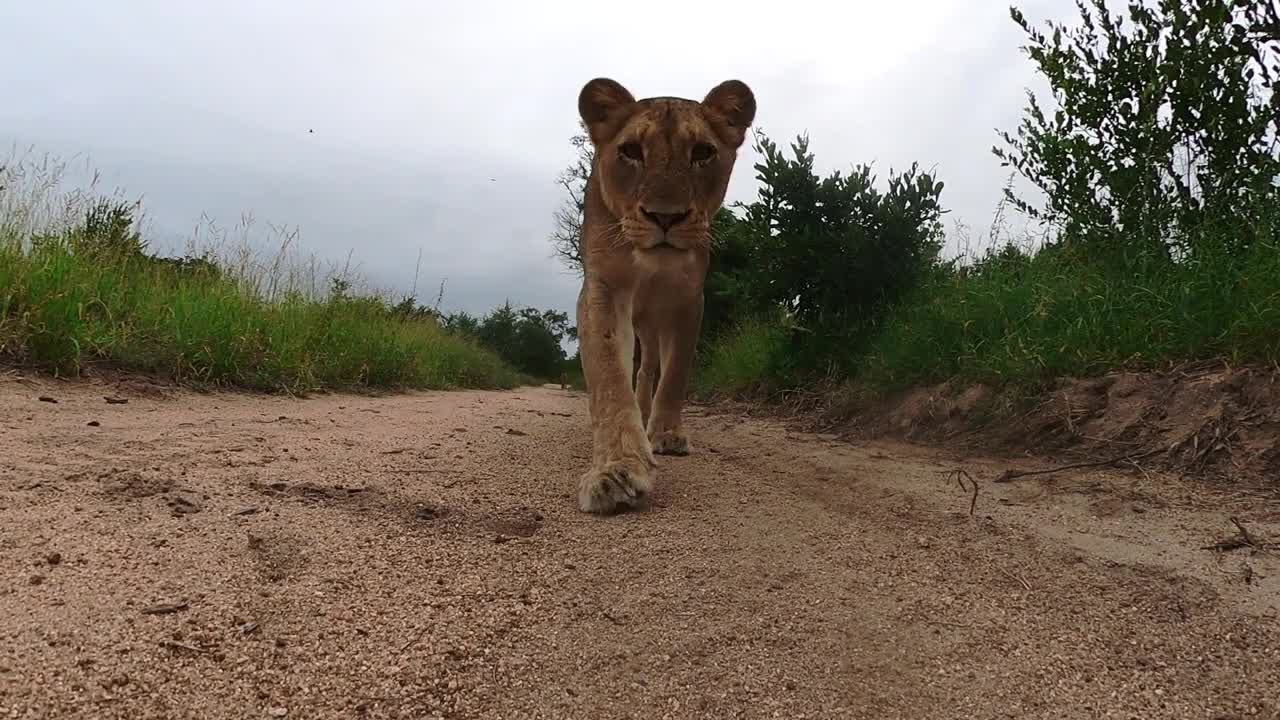 GoPro Awards_ Lion Steals Camera