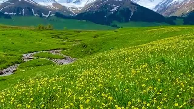 The life in spring is full of flowers. Let's see the grassland together