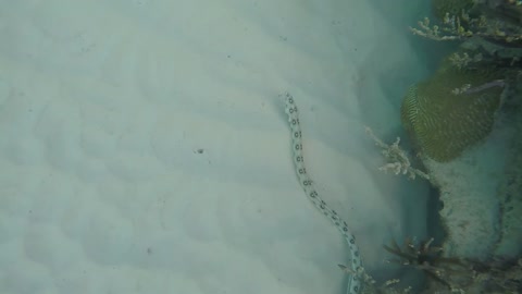 Gold spotted snake eel