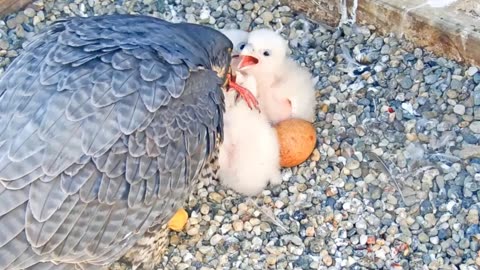 The Peregrine Falcon family lives happily