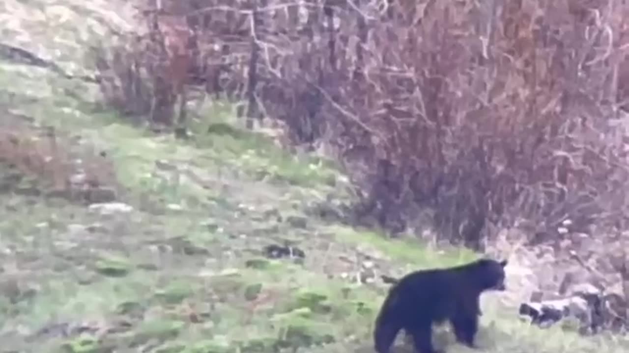 Giant Bear - Big Sow with cubs - Marksman's Creed #blackbearhunting #bearhunting #blackbear