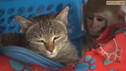 A cat ,friends with monkey cow sheep and dog funny A.......