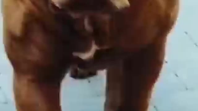 Amrican Bull Dog Funny video