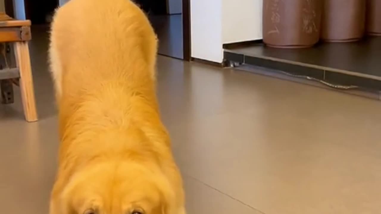 Dog impressive dance