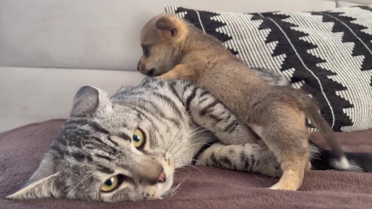 Funny Cat Reaction to Puppies [Kitty sees them for the First Time]