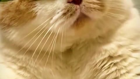 Cute cat