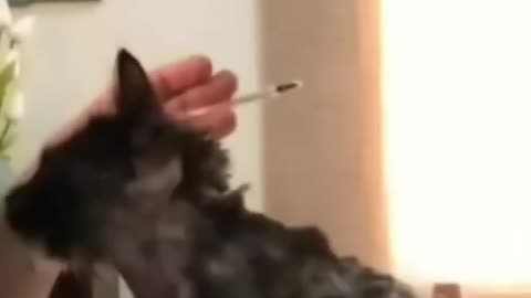 Cat still trust him although what this monster done with her! Cat in blender