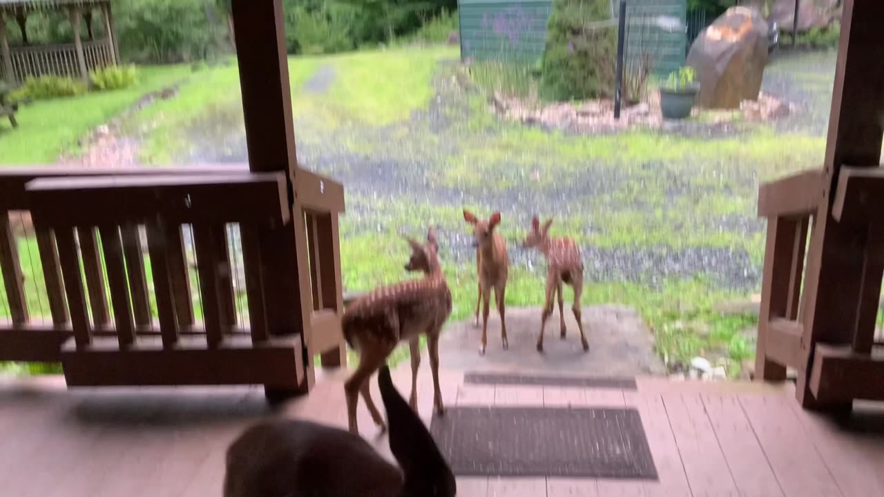 Deer 🦌 fawns 🦌 NW NC at The Treehouse 🌳 Good Morning