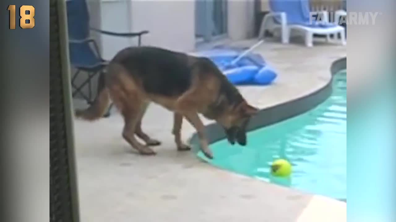 The Top 29 Dog Fails: Funny Dog Videos: FailArmy