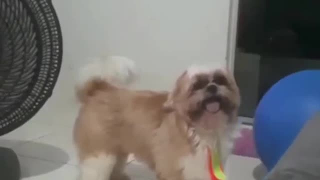 It's playing ball